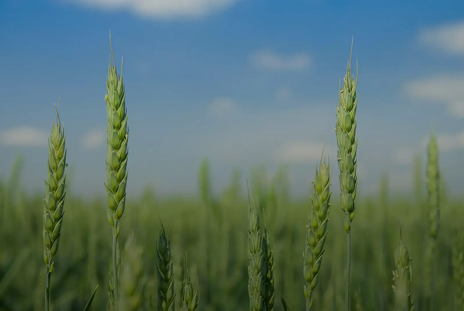 AgroCarvon — Qishloq xo‘jaligi · Marketplace, ijtimoiy tarmoq va AI